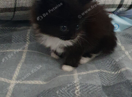 Kittens for sale