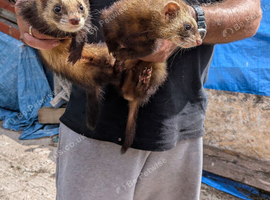 Ferrets for sale