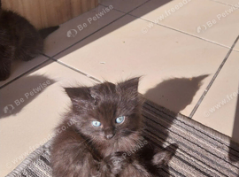 4 beautiful kittens looking forever homes