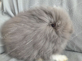 Blue Vm double mane lion head buck 4 months