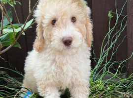 READY NOW! ONLY 1 LEFT, Stunning curly F1b Mini Labradoodle - Health tested parents