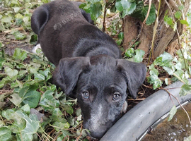 2 female lurcher pups ready on 21st august