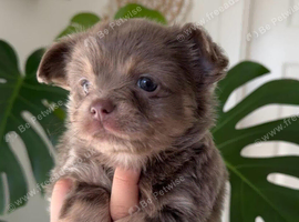 Beautiful Chihuahua Puppies - Looking for Loving Forever Homes