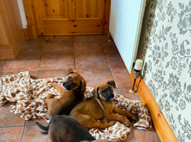 Boxweiler puppies
