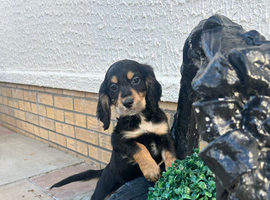 Rainbow litter