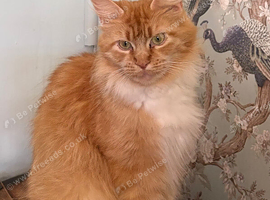 Gccf registered Maine Coon kittens