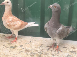 Young pigeon