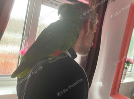 Blue fronted Amazon