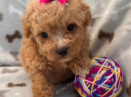 Maltipoo puppies small toy Maltese x toy poodle red apricot dog puppy