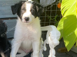 Amazing Border Collie X Lurcher Puppy