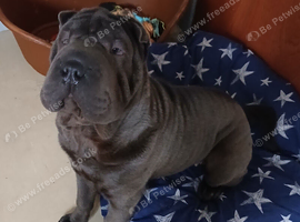 Female sharpei