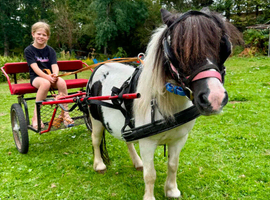 Shetland mare