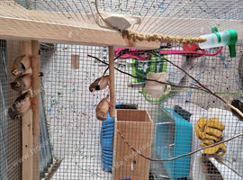 Zebra finches
