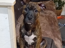 Staffordshire cross