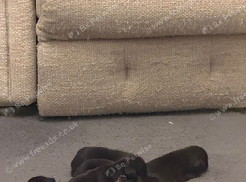 Chihuahua x Pug Puppies For Sale