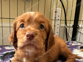 Working Cocker Spaniel Puppies &ndash; 2 Boys From litter of 6 Available