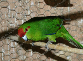 Baby kakarikis for sale