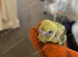 Black wing baby budgies