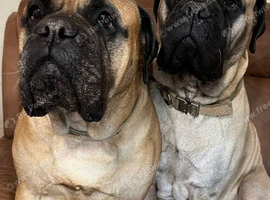 KC Bullmastiff puppies