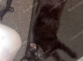 Black male kitten