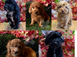 F1 small mini cockapoos various colours 30 dna health tested clear