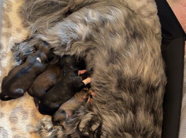 Lhasa Apso puppies for sale