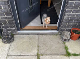 Wanted - Yorkshire terrier stud