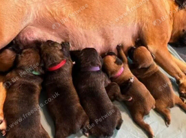 Boxer puppies