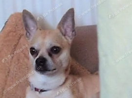 Male chihuahua for sale