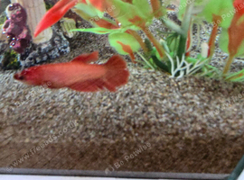 7 female bettas