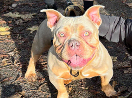 Stud pocket bully