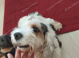 Doxiepoo