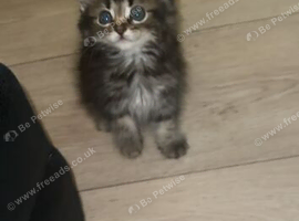 Part Maine coon/ part bengal cats