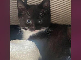 Our beautiful Norwegian kittens