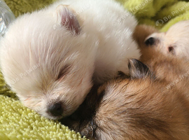 Pomeranian puppies