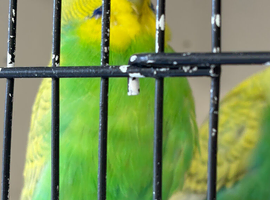 Budgies
