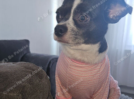 Chihuahua mix jack rusell