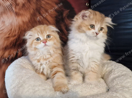 Scottish fold boy and girl