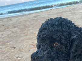 2 year old black labradoodle