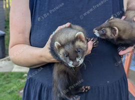 Ferret/eu polecat hobs