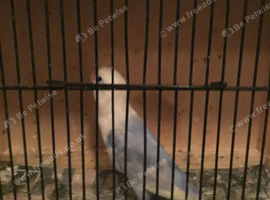 Pairs of opaline Fischer lovebirds.