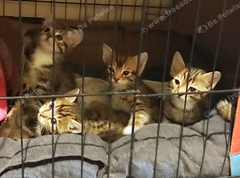 Bengal kittens
