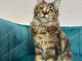 XXL Maine Coon Kittens TICA Pedigree Supreme Champion Bloodline