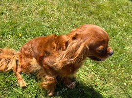 Kc health tested cavalier