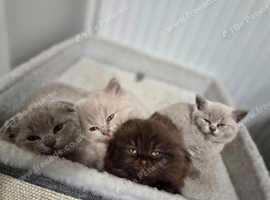 Scottish fold kittens