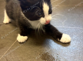 Female kitten