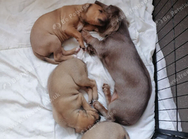 Alaunt/ bull x puppies