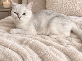 Loving home wanted for my beautiful girl 2 year old cat