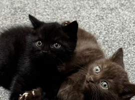 &rlm; cat for sale A mix between Siamese and British shorthair