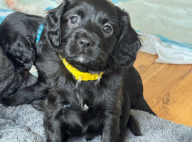 Springalier ( springer spaniel X cavalier King Charles spaniel)